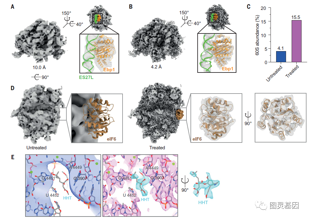 Science | 高分辨可视化细胞翻译动力学揭示癌症药物的作用 - 知乎