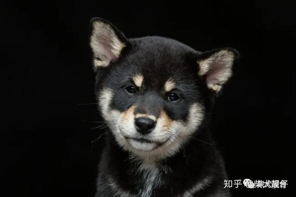 豆柴的基本情报！喜欢豆柴/柴犬的你一定不能错过！ - 知乎