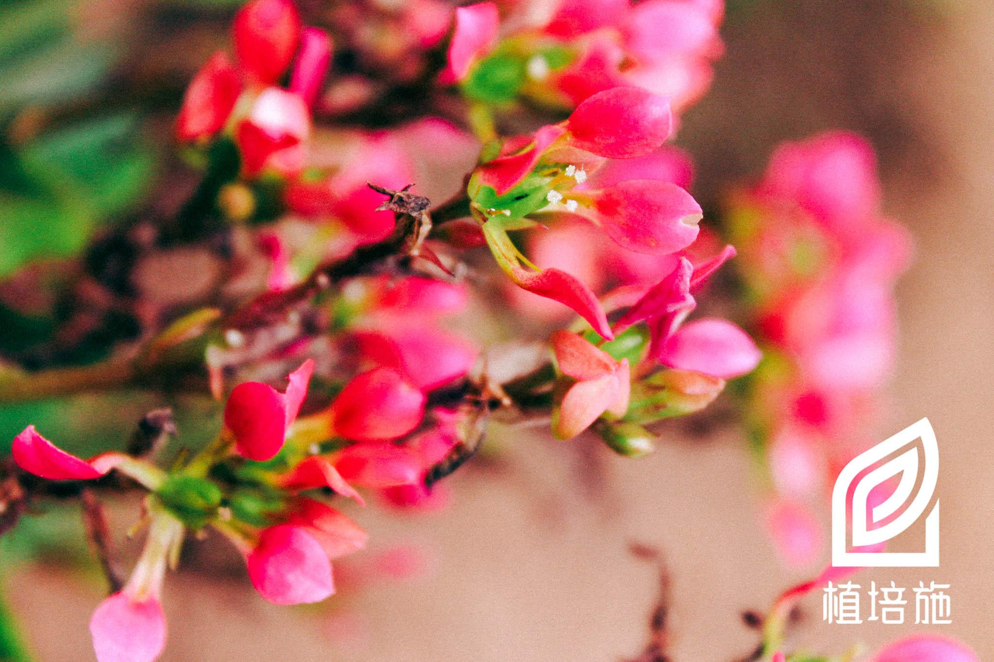 植培施 长寿花kalanchoe Blossfeldiana 温室花卉栽培手册 知乎