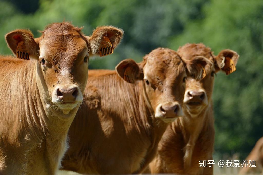 如何才能买到健康牛