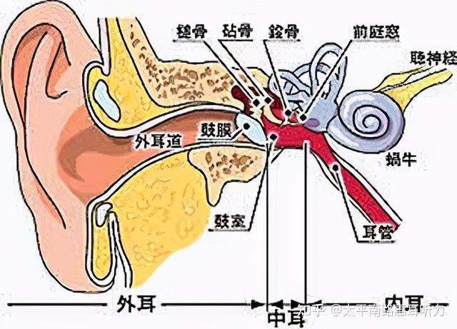 外耳道口的准确位置图片