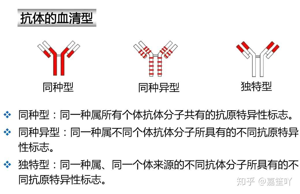 免疫复习三抗体及免疫球蛋白