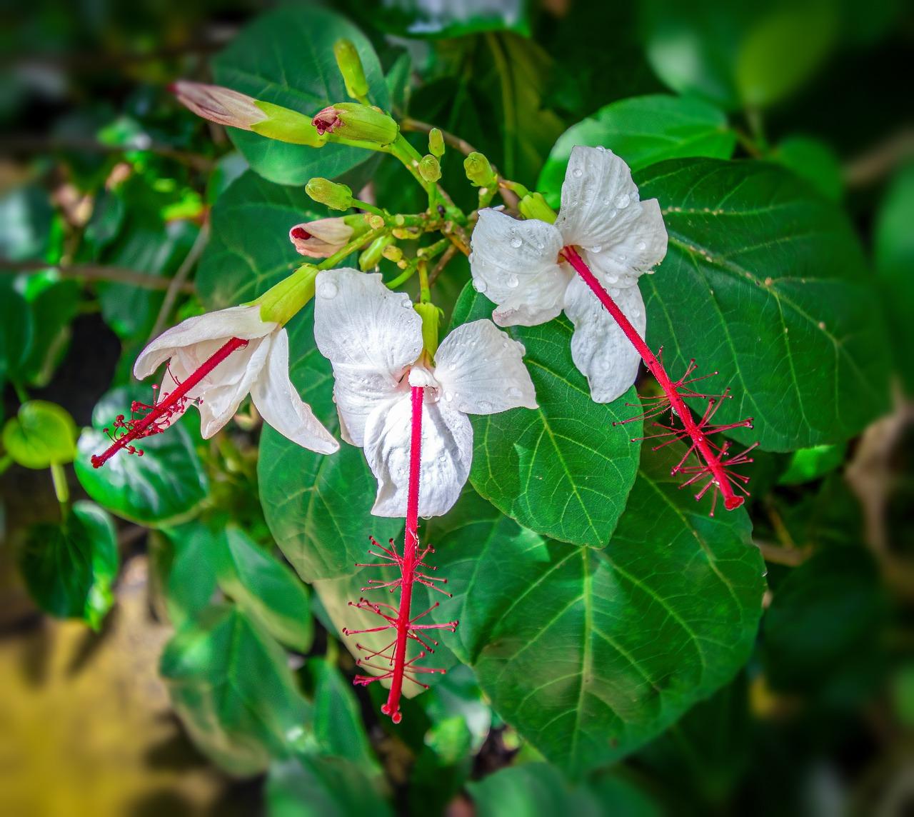 2. 龙吐珠房产价值