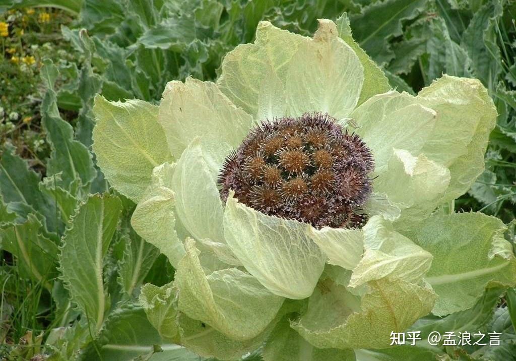 天山雪莲冰清玉洁西域奇花独傲严寒之中