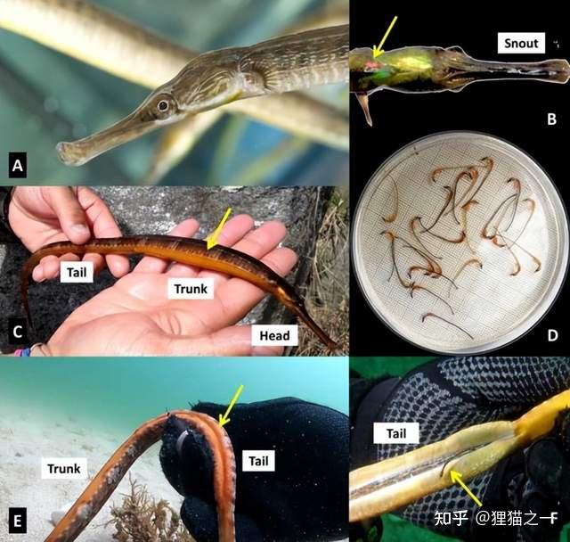 大长山岛海域发现金色海龙!专家:颜色罕见,物种本身不罕见 - 知乎