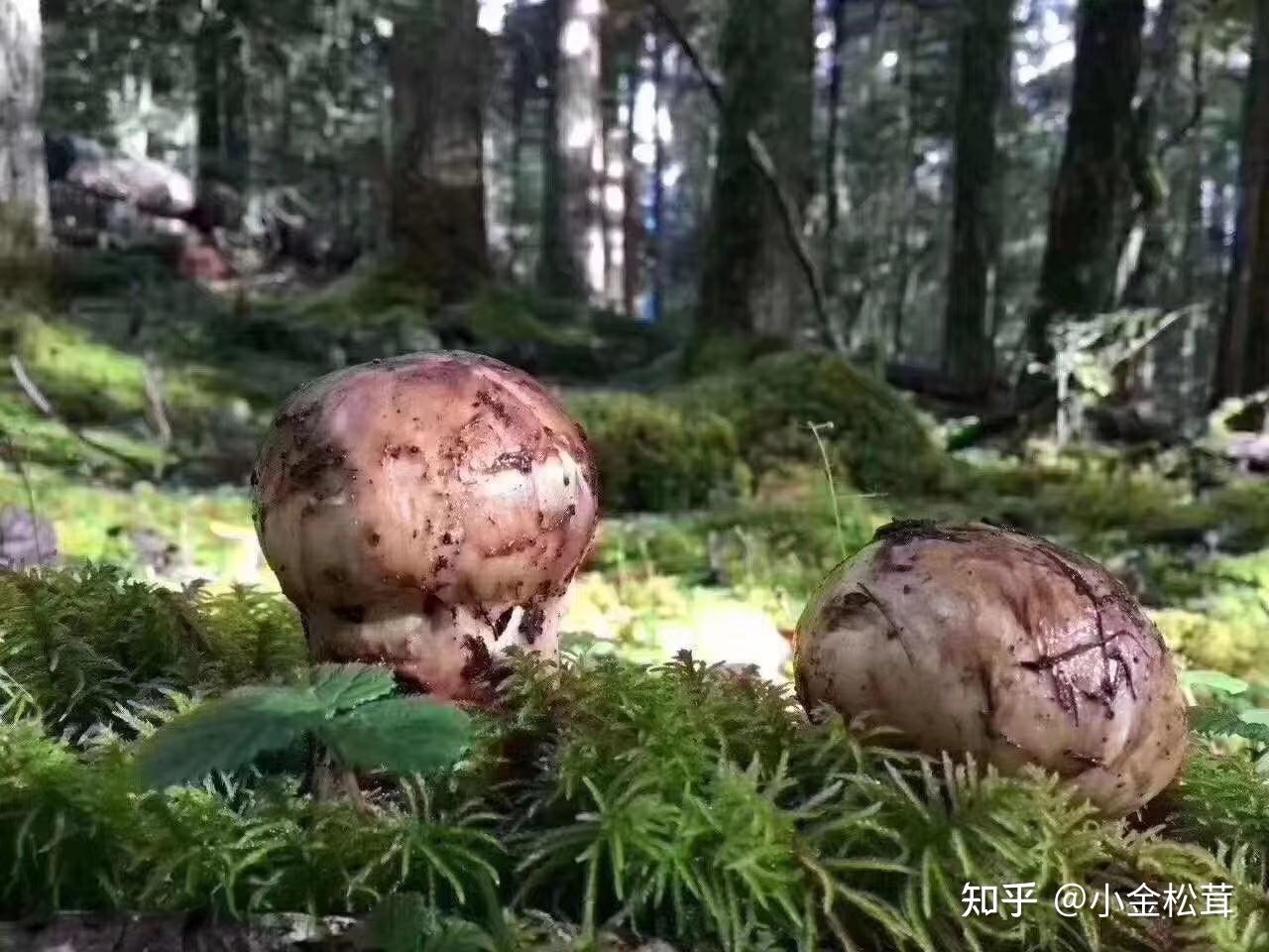 松茸的功效和地区,看这一篇就够了 - 知乎
