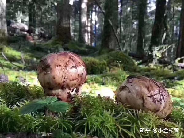 松茸的功效和地区,看这一篇就够了 - 知乎