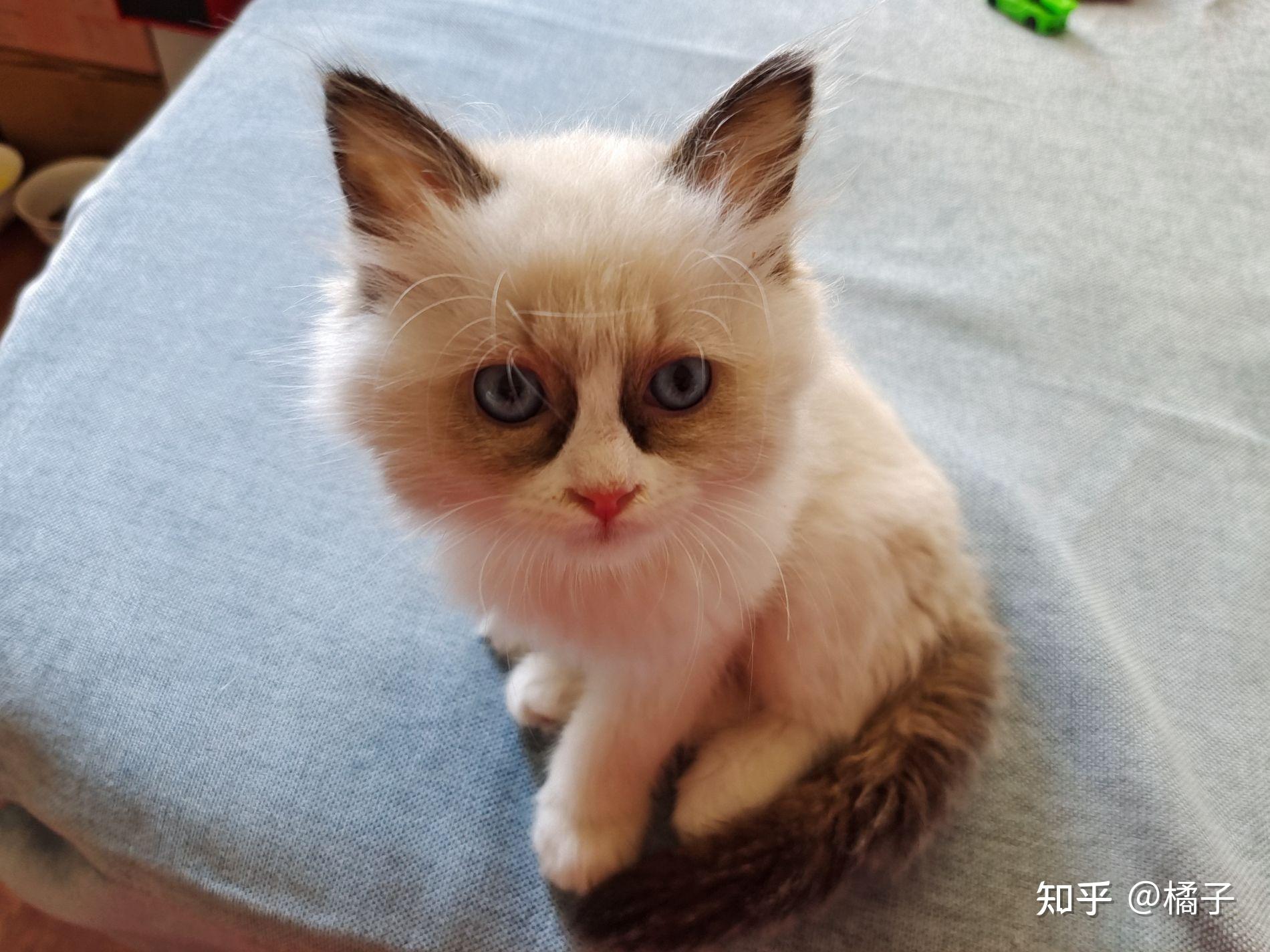 开脸小的布偶猫长大会好看吗? - 知乎