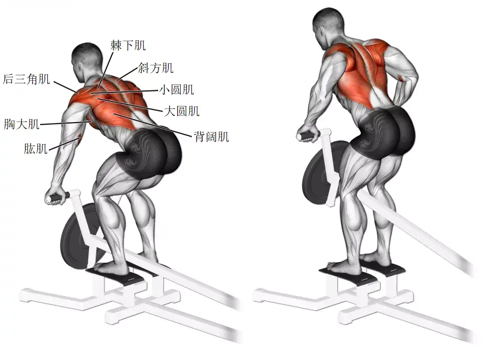 背肌训练动作 背部图片