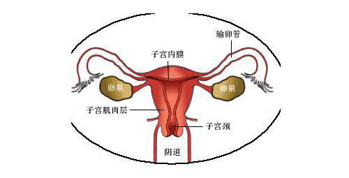 子宫颈图片