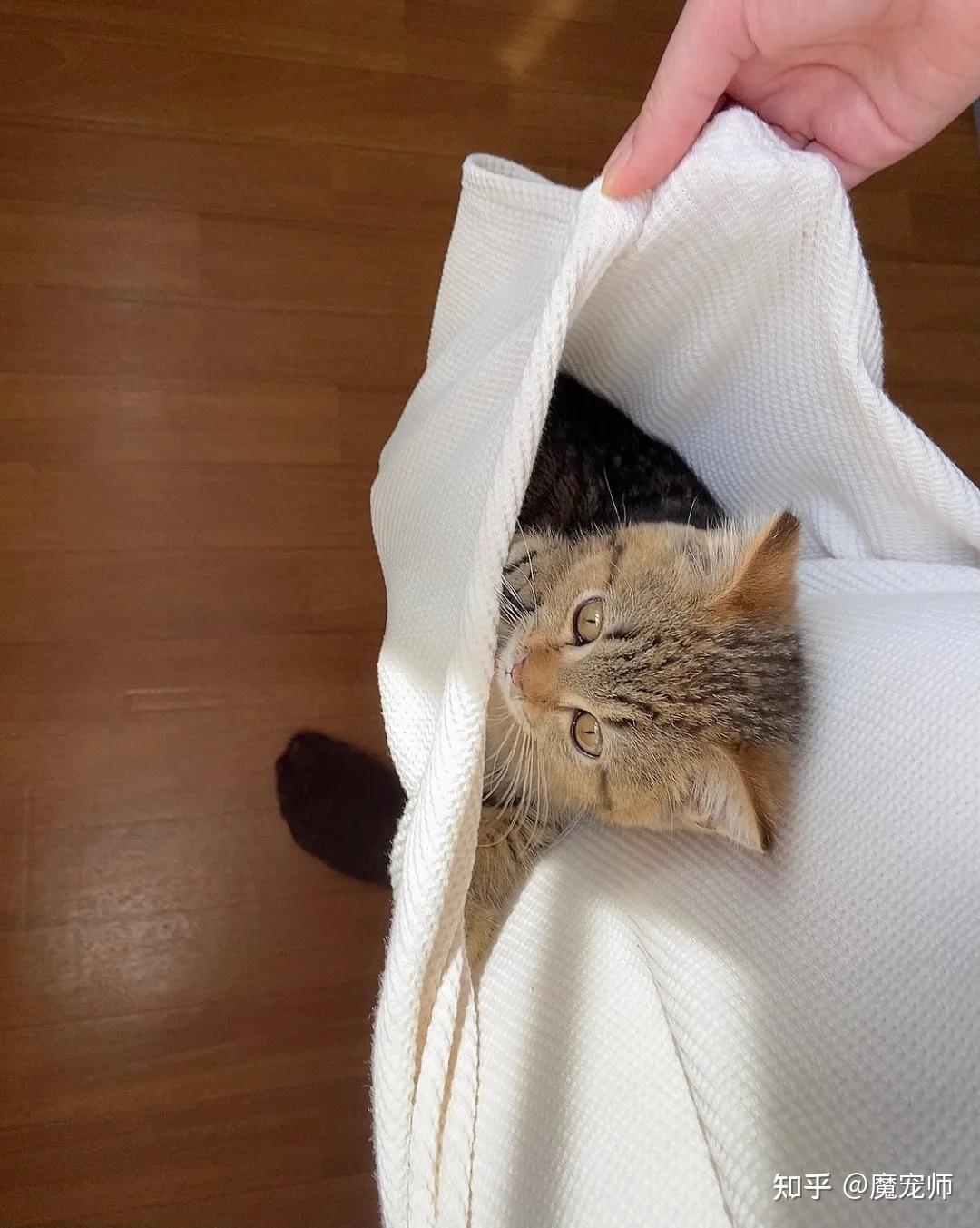 怎么会有这么萌的小奶猫已经在准备麻袋了