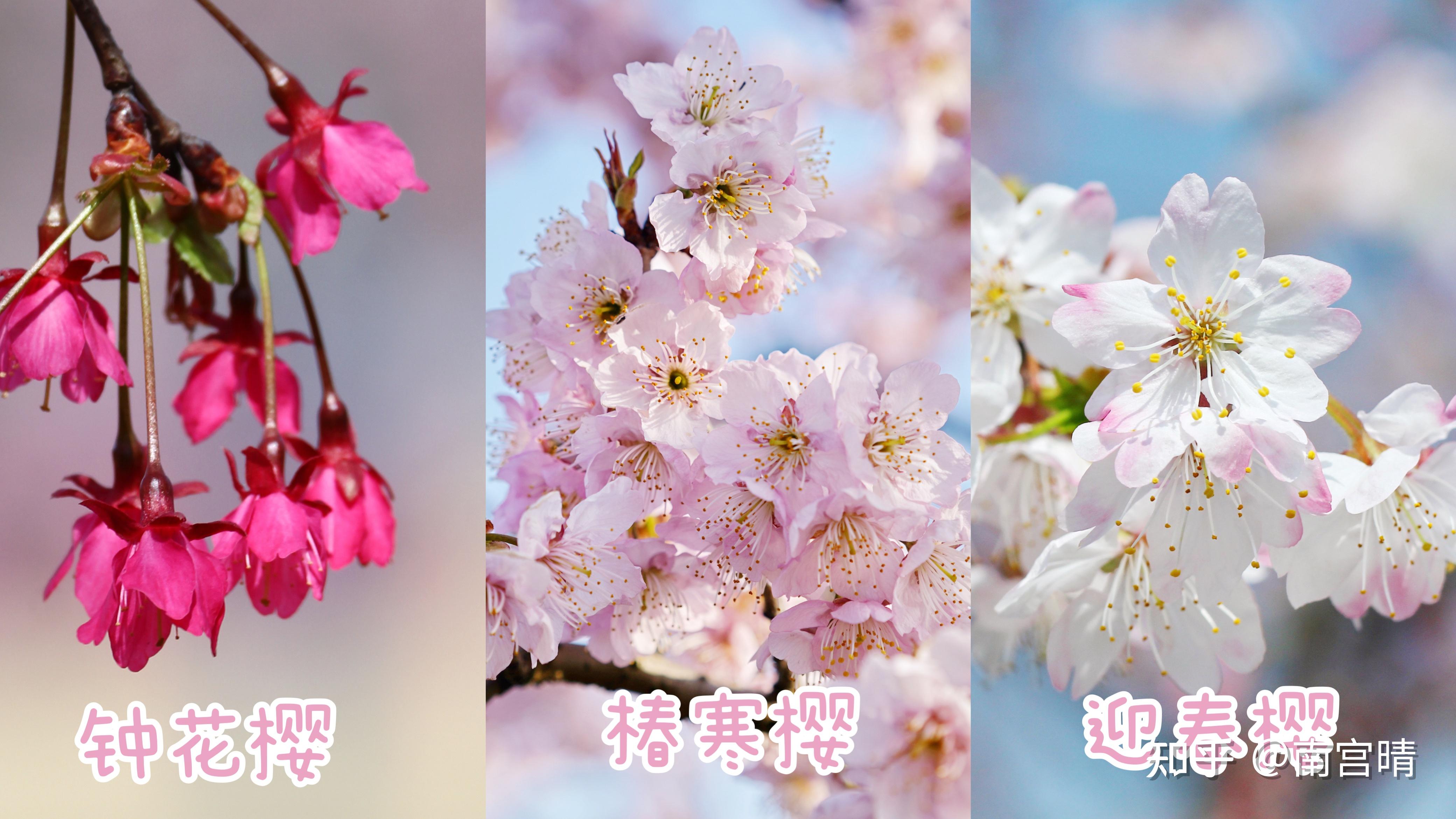 如何区分早樱,中樱,晚樱?
