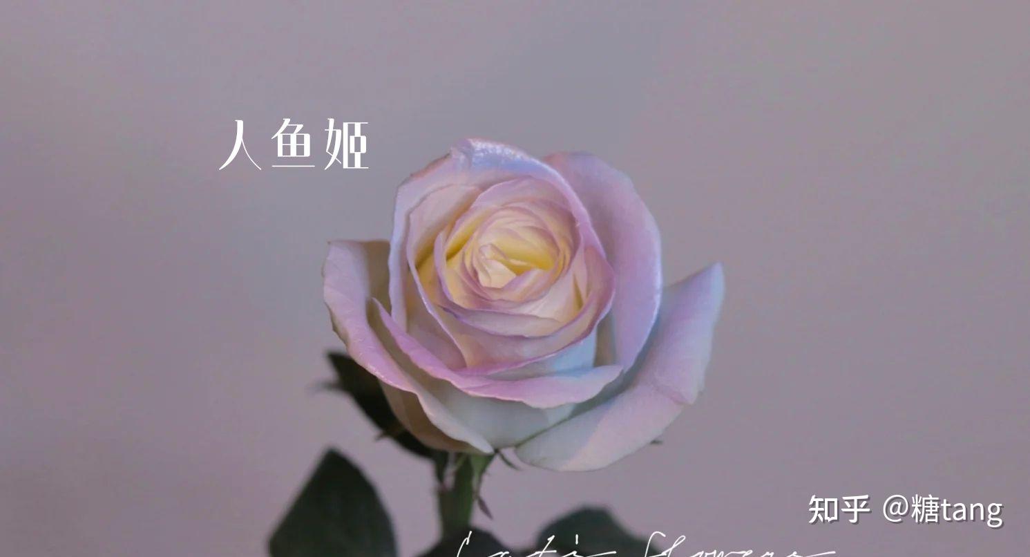 今日入手了人鱼姬,一款喷色玫瑰,开花超级美丽,又仙又炸,简直是小仙女