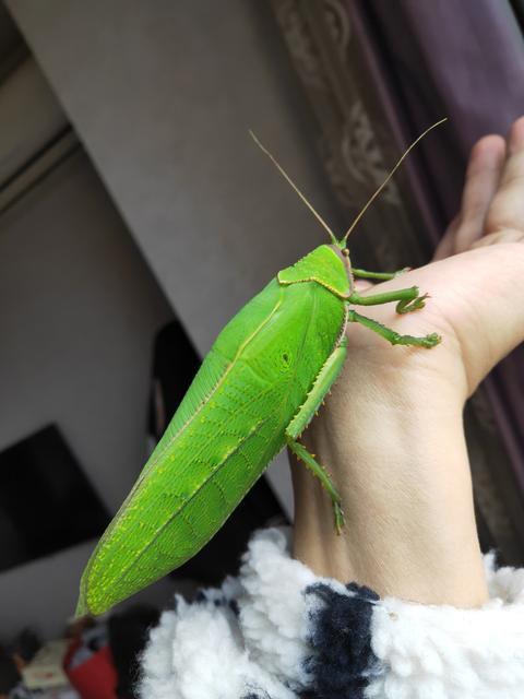 女大学生在寝室发现巨拟叶螽,网友评论称「以为是个玩偶,结果是活的」