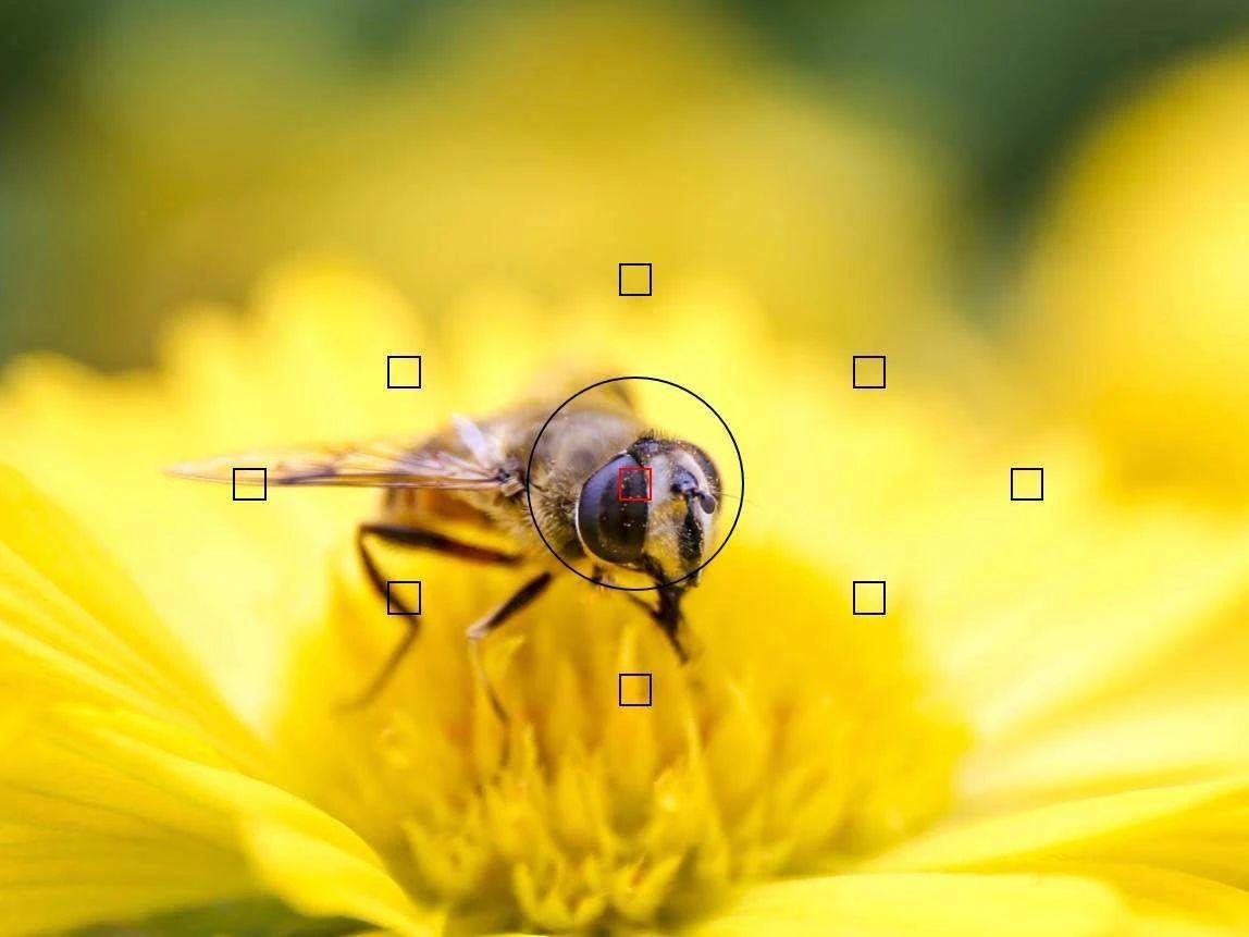 单反相机怎么对焦