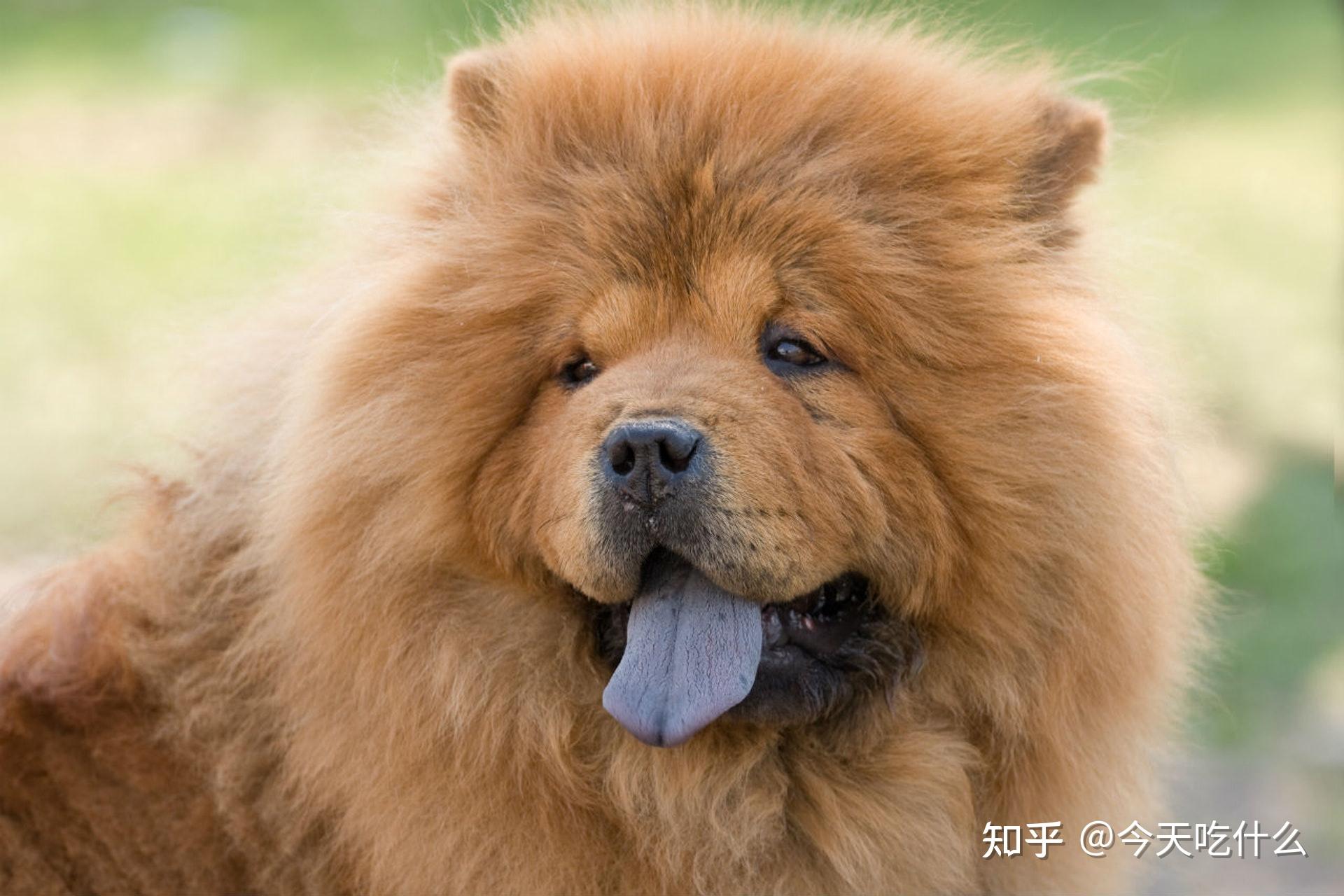 養了鬆獅犬這麼能吃的狗狗,最好選擇一款含肉量高,性價比高的狗糧