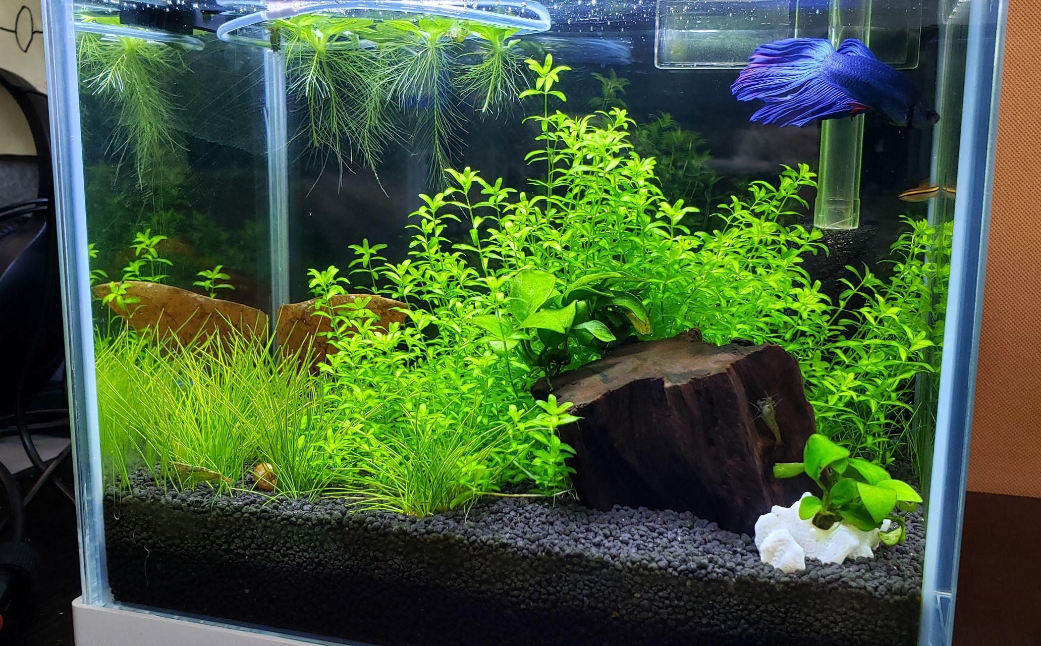 泰国斗鱼鱼缸适合造景么?如果可以的话有什么好的造景方案?