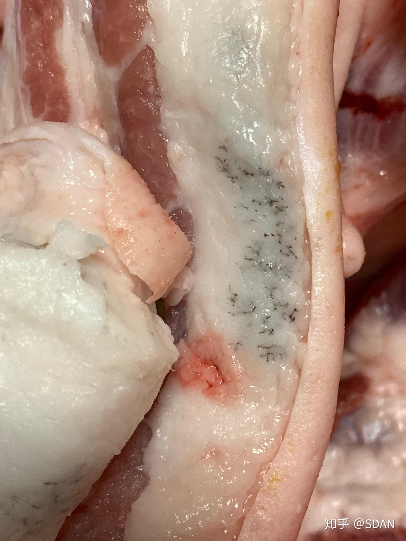 猪肉皮下脂肪(肥肉部分)有黑色东西是什么. - 知乎