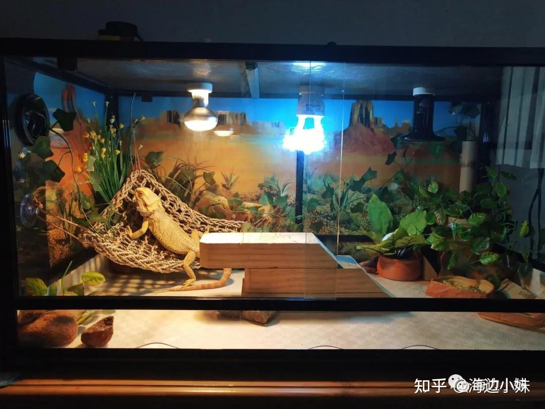在澳洲养异宠——鬃狮蜥 (bearded dragon)的饲养(多图长文) - 知乎