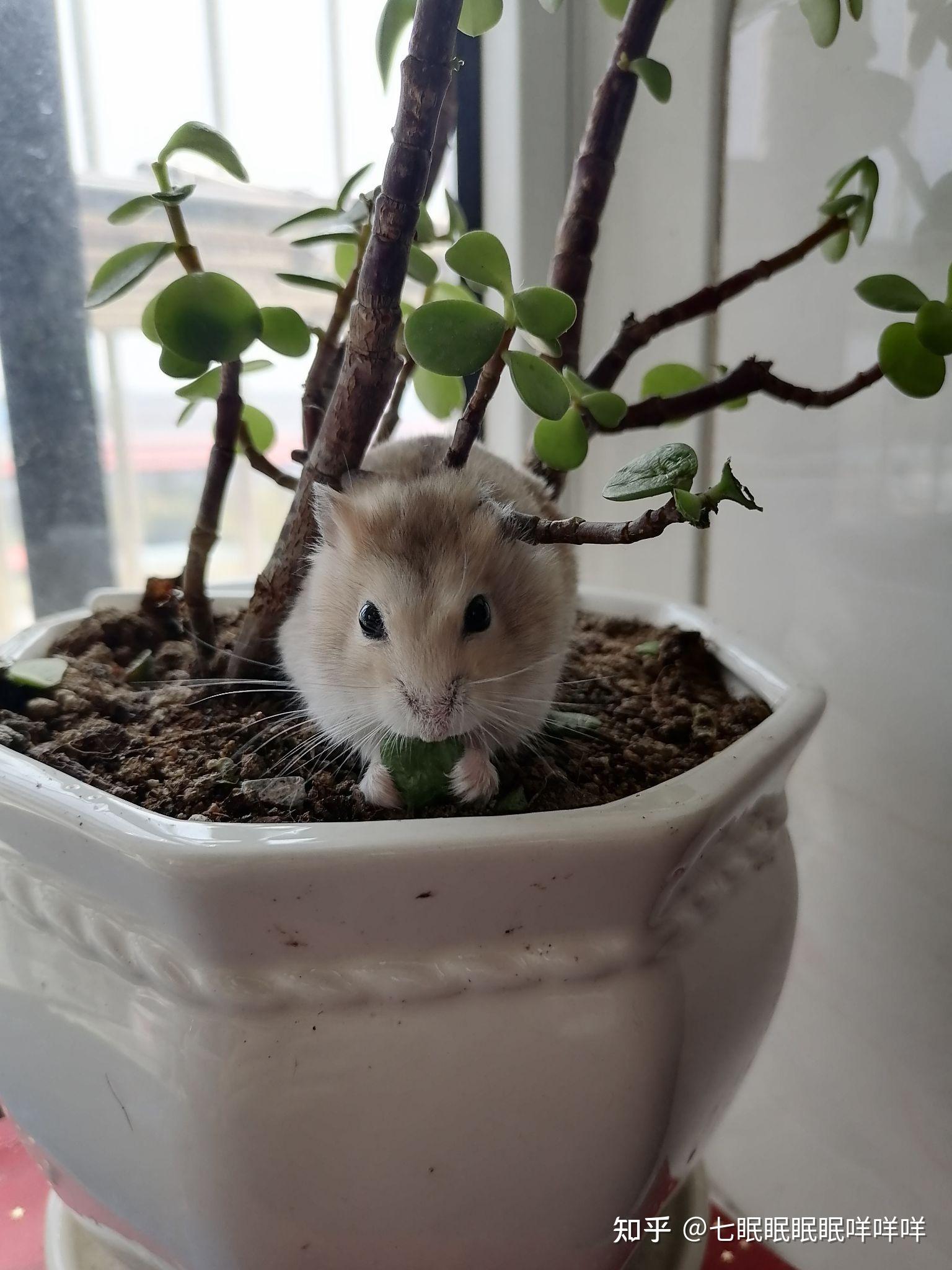 养仓鼠是种怎样的体验