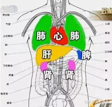 五脏和六腑是什么关系? - 知乎
