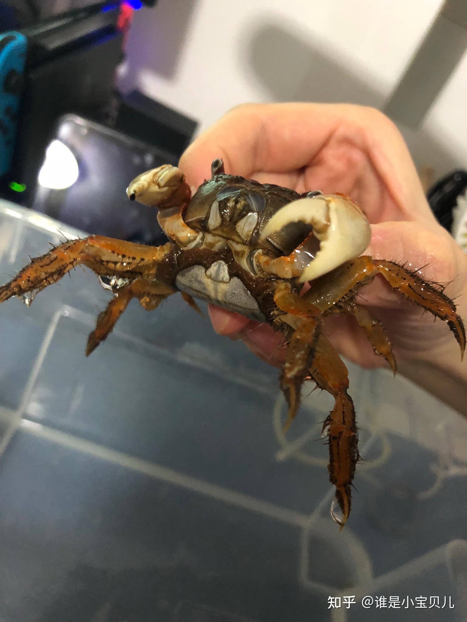红螯相手蟹怎么养? - 知乎