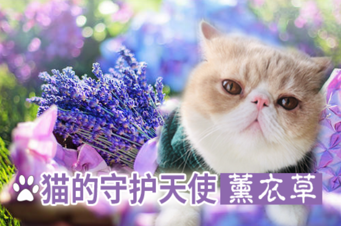 猫星人与薰衣草精油是好盆友 知乎