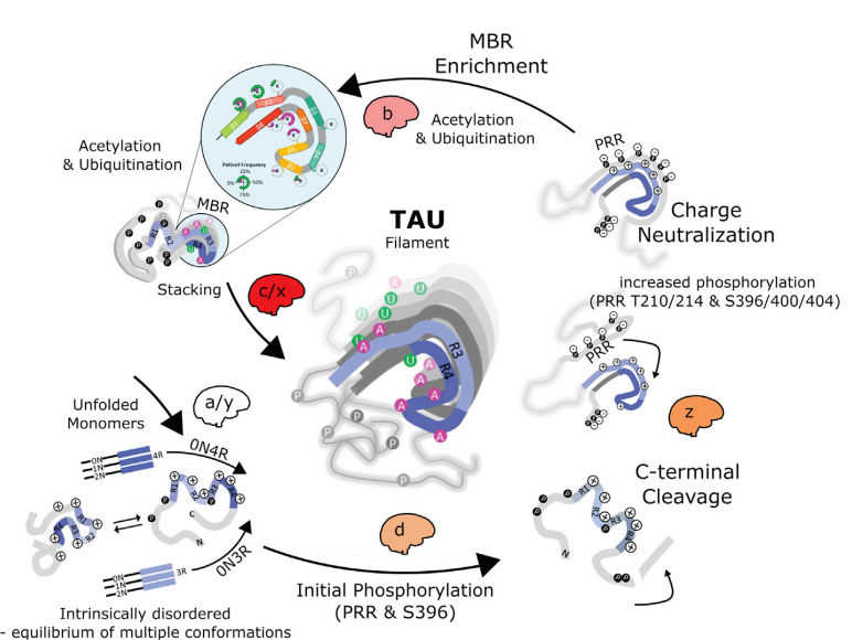 cell人类病理性tau蛋白的翻译后修饰图谱可区分阿尔兹