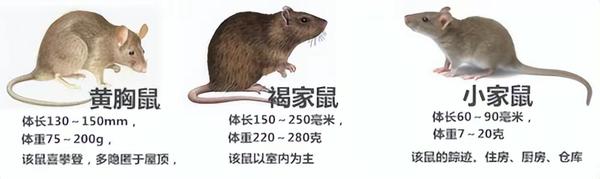 北方老鼠一捏就死,南方老鼠和猫干仗!为何北方人就比南方人高? - 知乎