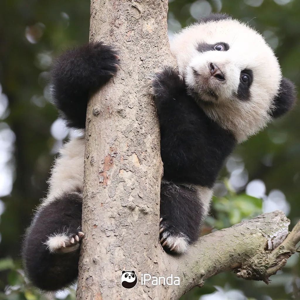 如何pei出好看的照片熊猫拍照教学告诉你