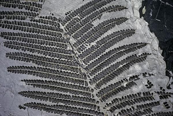 塑料在未来会变成什么?人们又能做点什么呢?