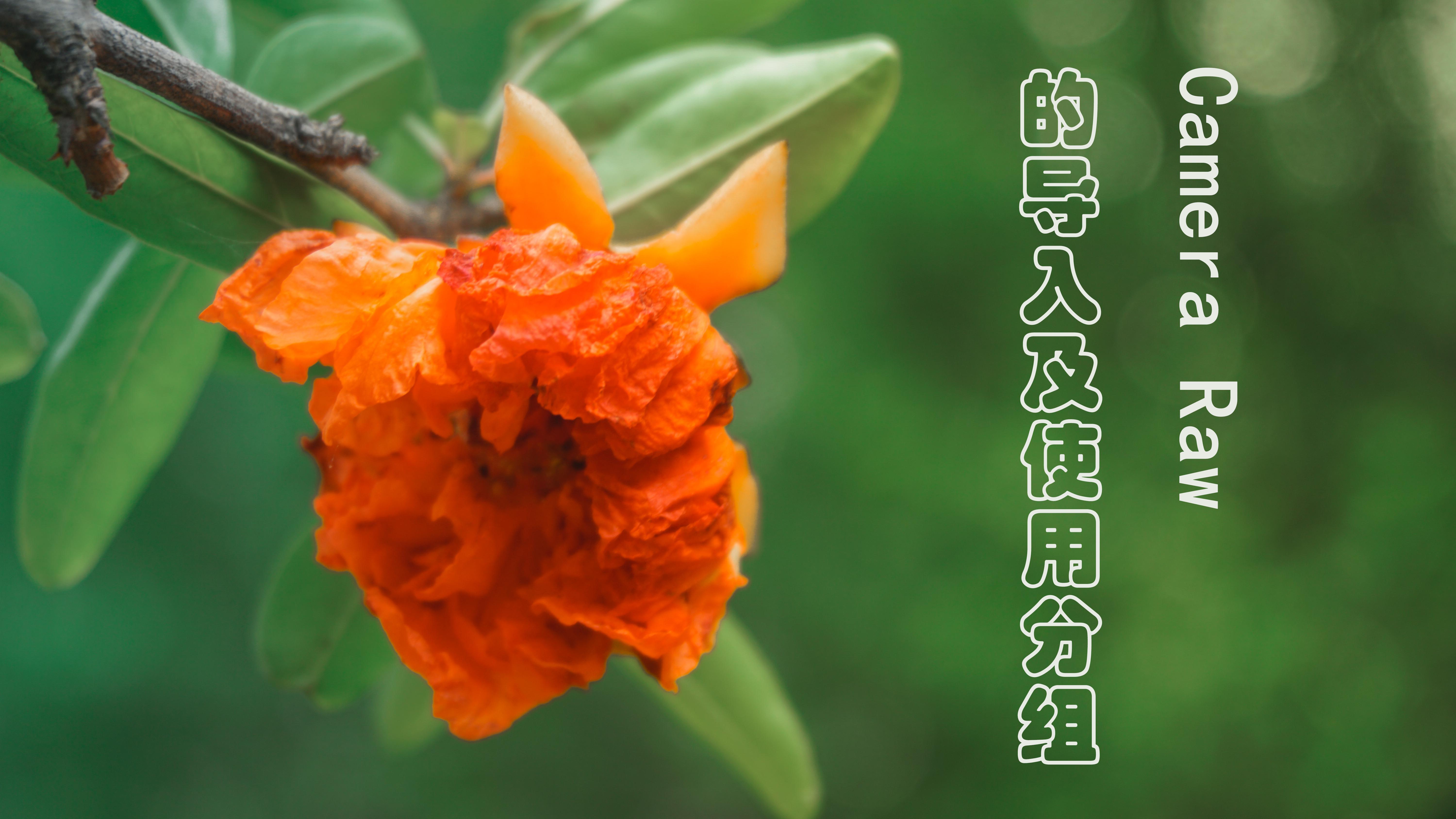 Ps camera raw 