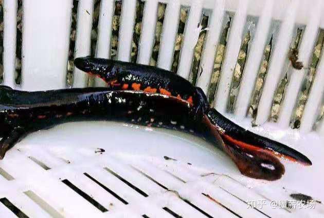 假娃娃鱼虽假,观赏性却好,要怎么养呢?