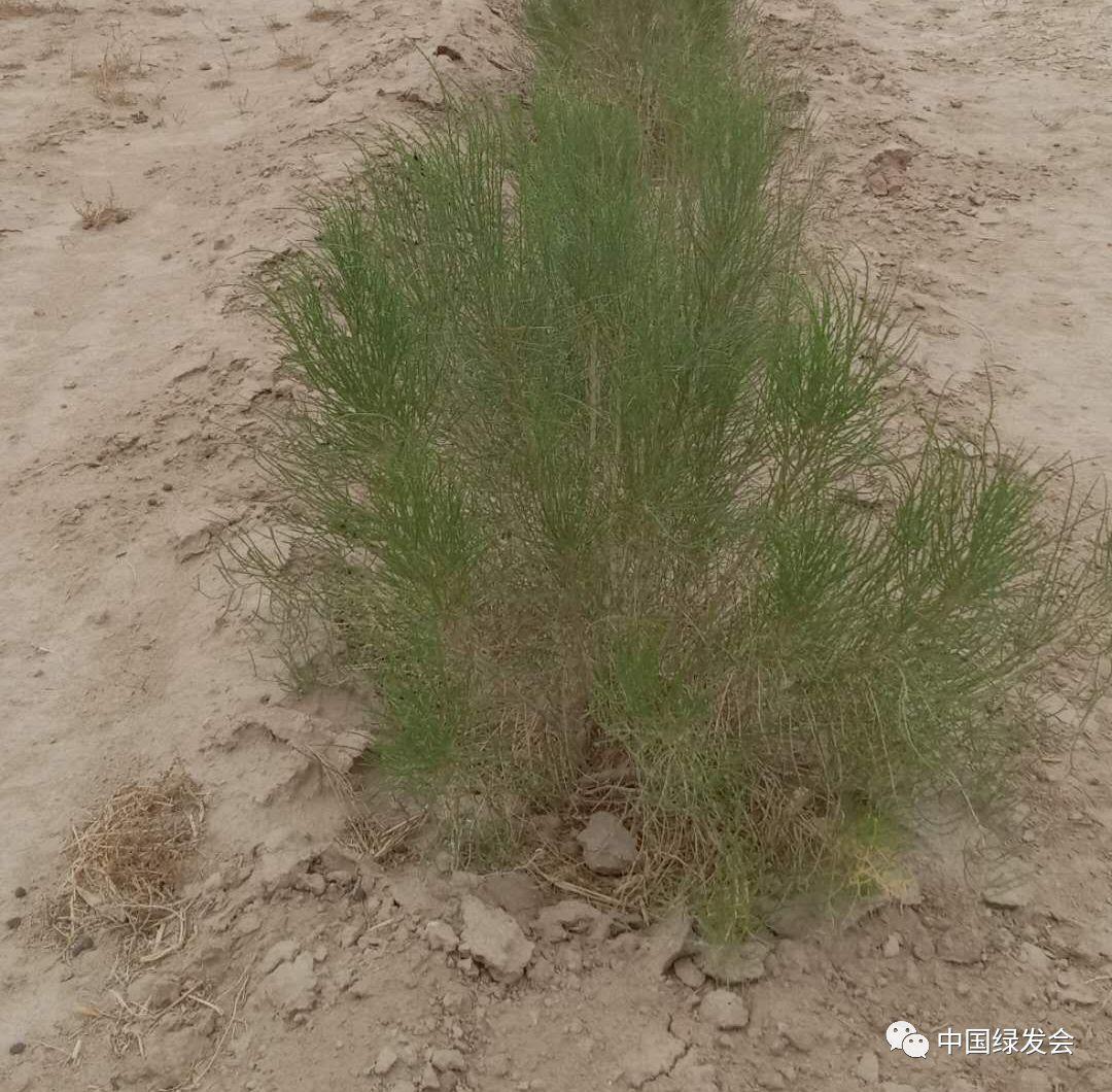 关晓彤粉丝爱心梭梭,助力防沙植树 | 中国绿发会蒙古扁桃保护地 - 知乎