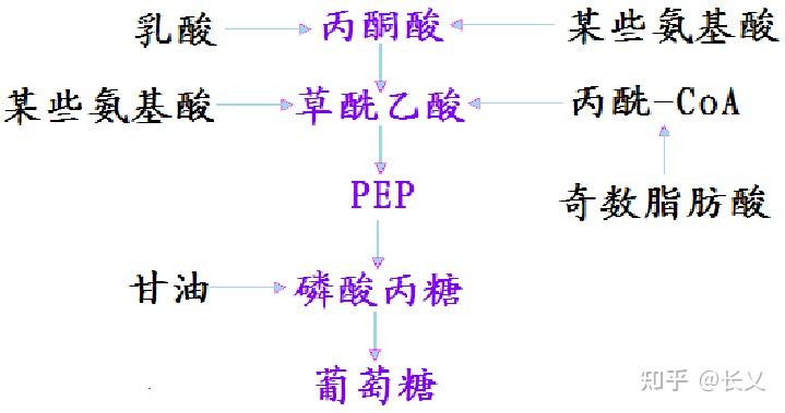 糖异生 - 知乎