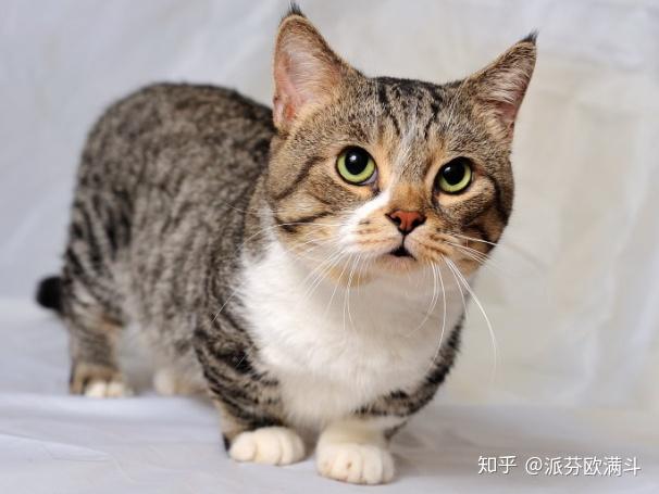 曼切堪猫短腿猫是正常的品种还是严重的遗传病