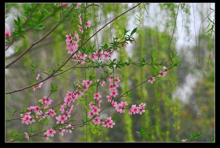 有没有照片可以用桃叶儿尖上尖柳叶儿就遮满了天来描述