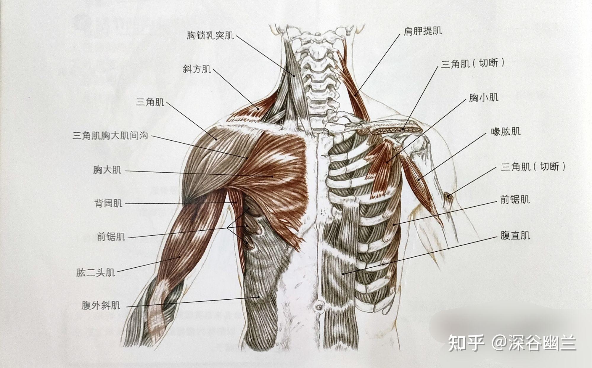 胸大肌与胸小肌由胸前神经(c5～t1)支配上肢内收和内旋,肩部由后向前
