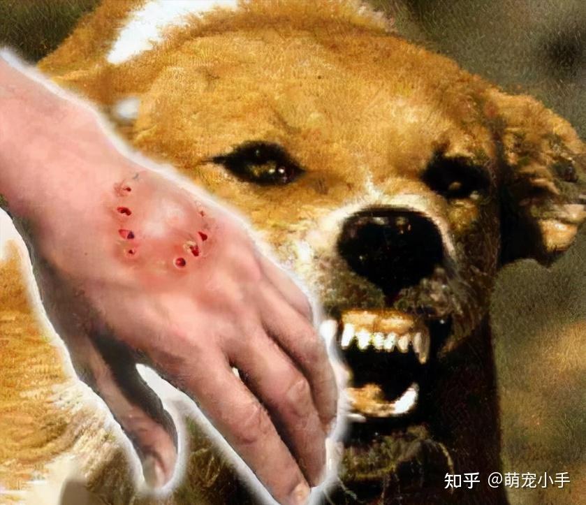 狂犬病发作的样子图片图片