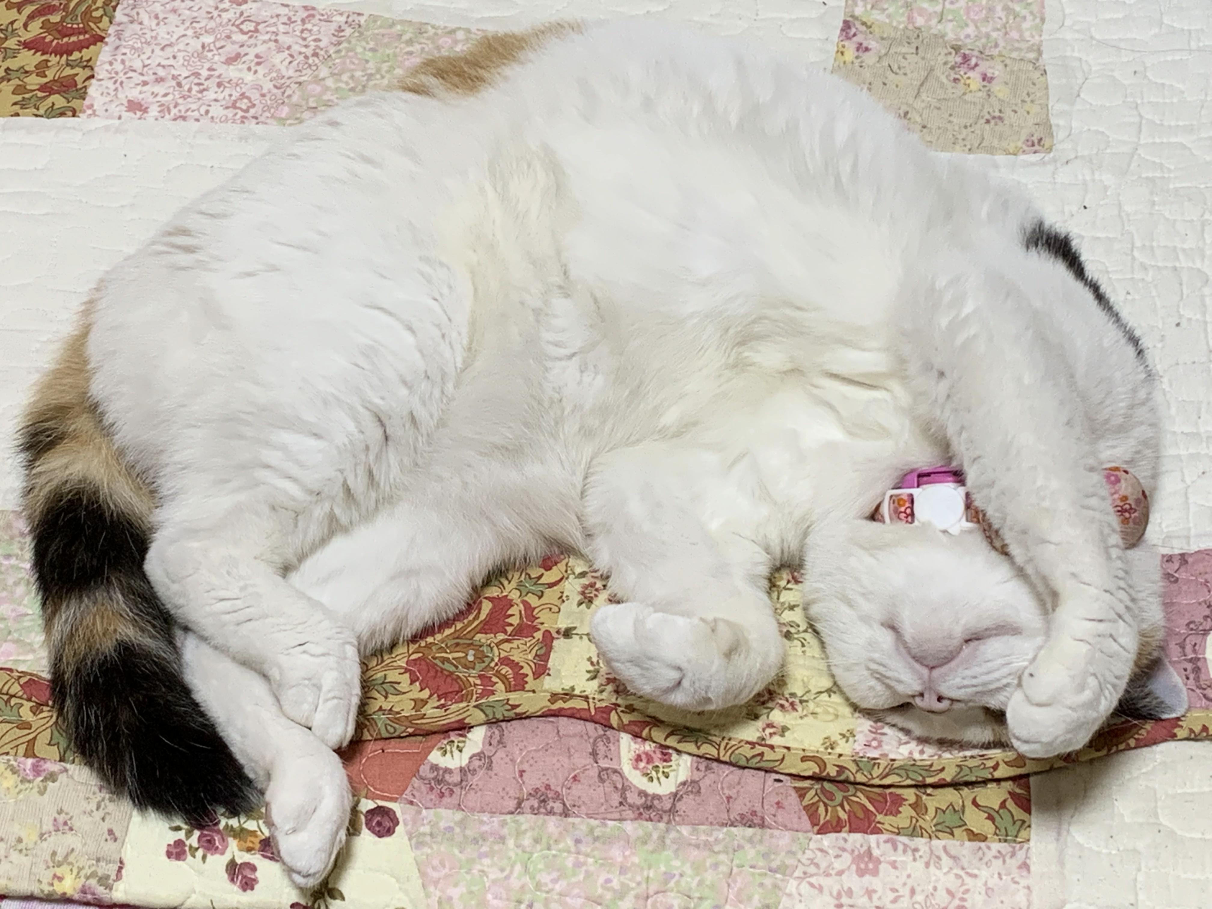 可以放一张猫猫睡懒觉的照片吗?