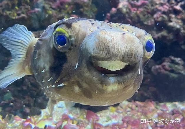 养的河豚拒食暴瘦本以为它emo了结果牙齿太大得切掉