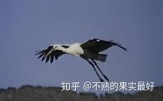 大黄鶴　中黄鶴 蘇州毛筆　5本 luzhoulaojiao-erqu-750ml.jpg