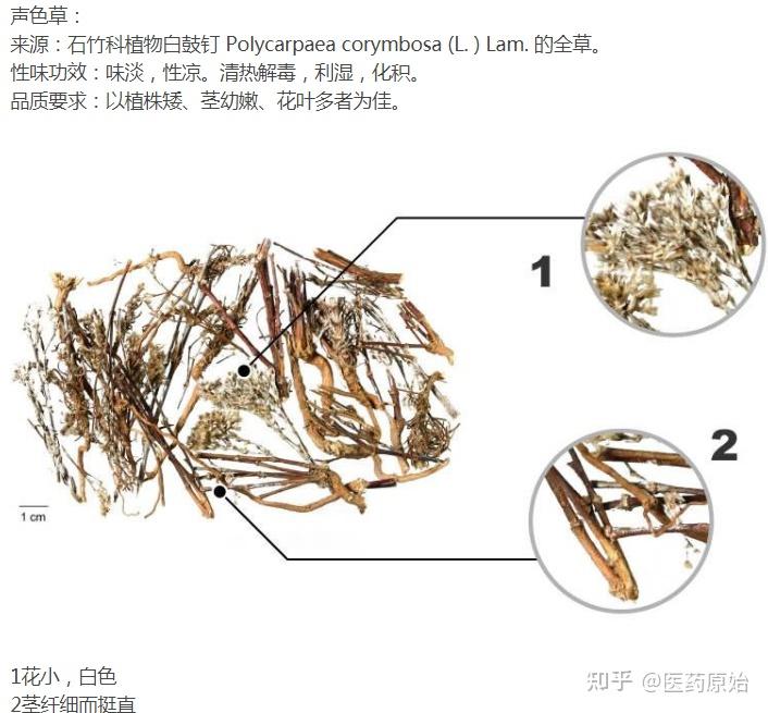 白头翁怎么区分公母图片