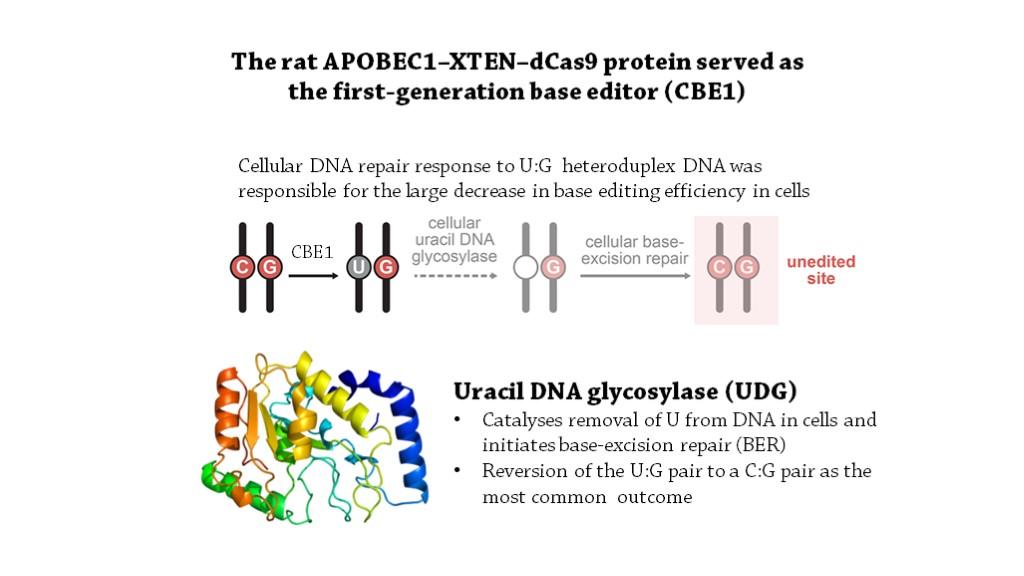 cbe(cytidine base editing): c·g碱基对转变为t·a碱基对