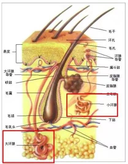 如何处理生理毛发 v2-8bd0c67d411beca102aa04ebf552d34f_1440w.jpg?source=172ae18b
