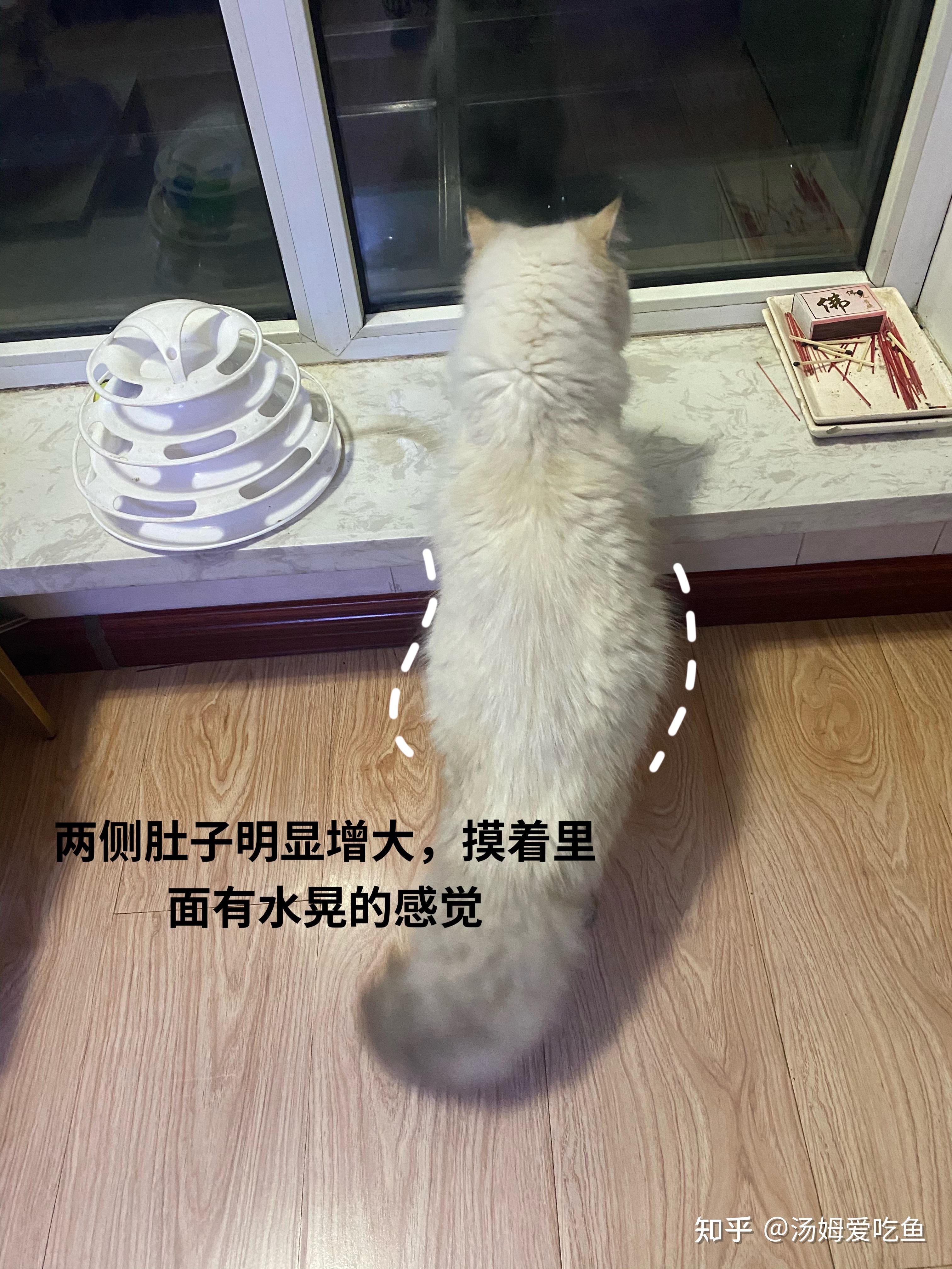 猫传腹441有效吗金豆抗击传腹心得分享