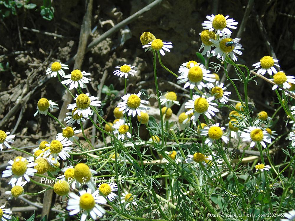 母菊 Matricaria chamomilla L.(洋甘菊) - 知乎