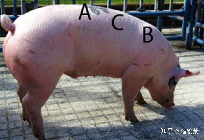 猪测背膘的位置图图片