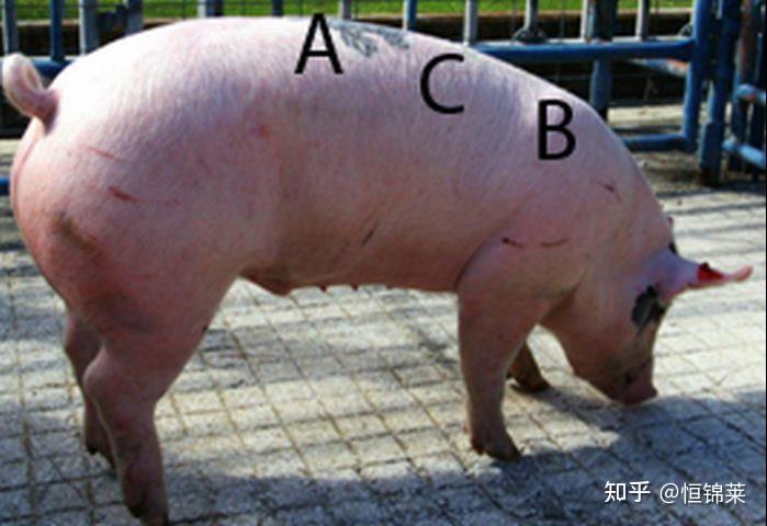 兽用b超机检测动物的眼肌面积背膘厚度 - 知乎