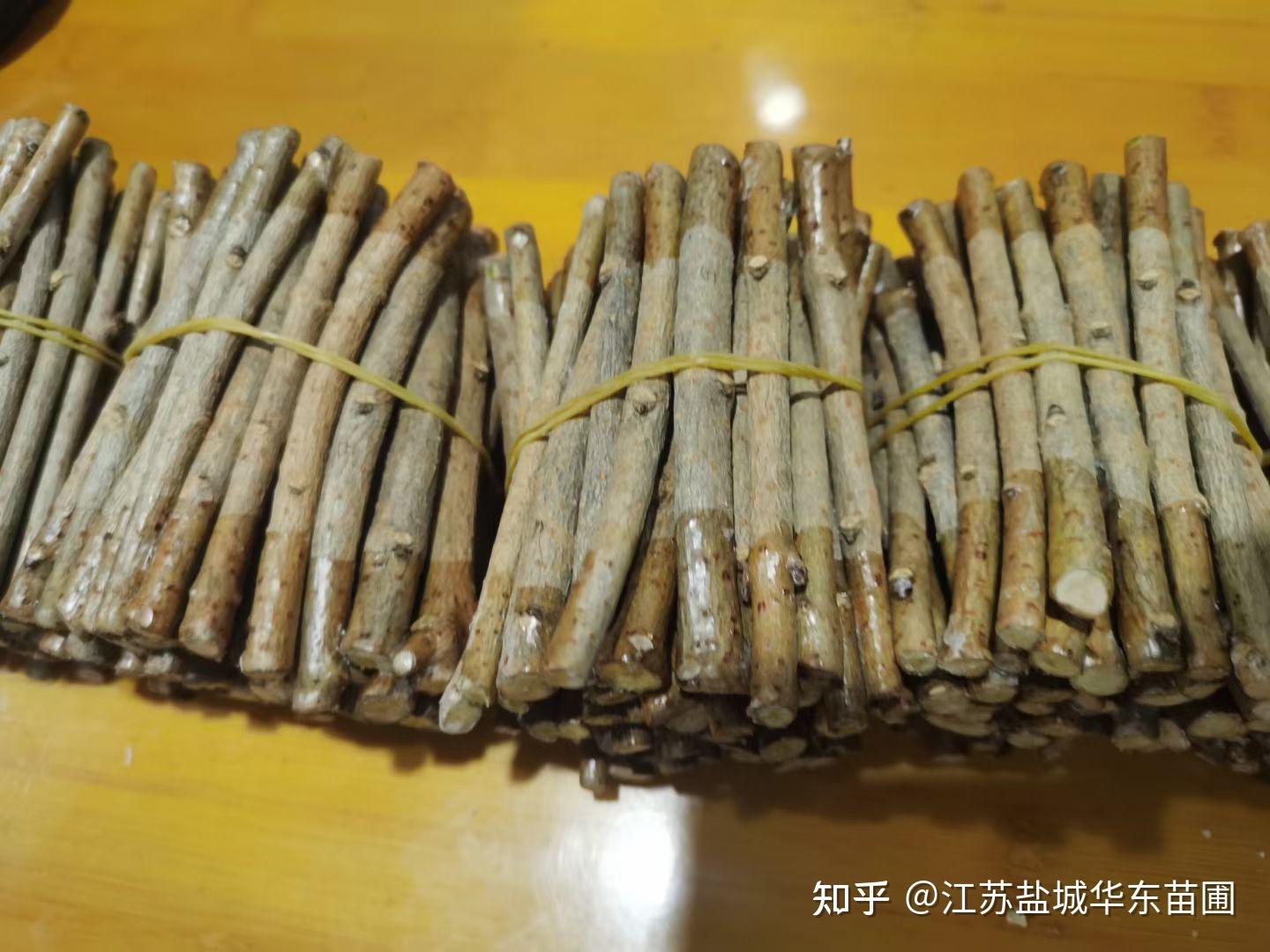 黄金丁香繁殖用的黄金丁香接穗